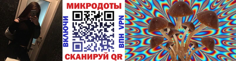 Псилоцибиновые грибы Cubensis  Купить  Североуральск 
